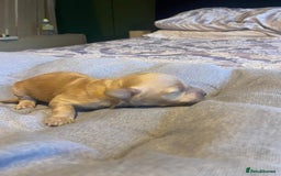 Cockapoo dogs for sale: Beautiful puppies in time for  ** ! 🐶 🥰  **   - Image 17