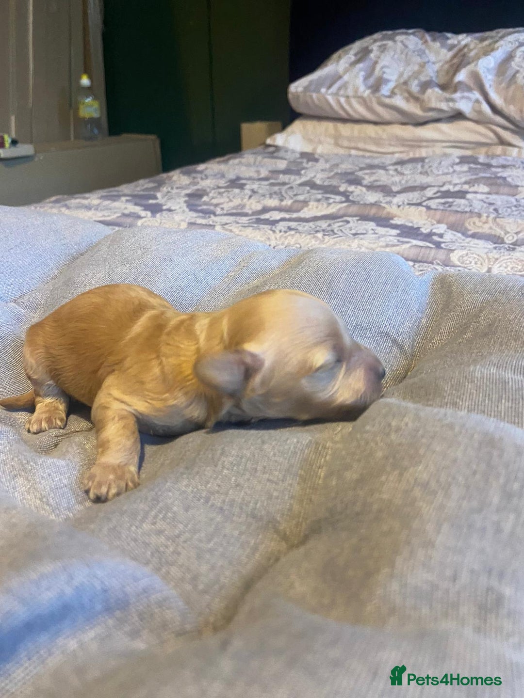 Cockapoo dogs for sale: Beautiful puppies in time for  ** ! 🐶 🥰  **   - Image 17