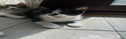 Mixed Breed cats for sale: kitten for sale  in London - Advert 8