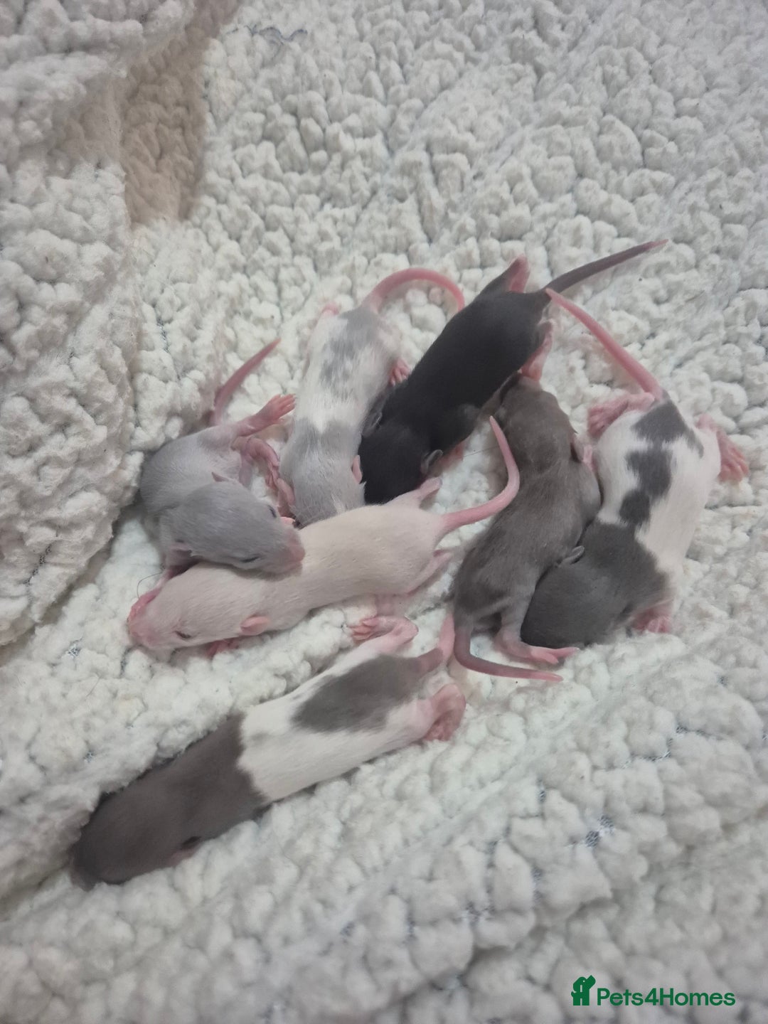 Rat rodents for sale: Baby rats 1 litter available now - Advert 8