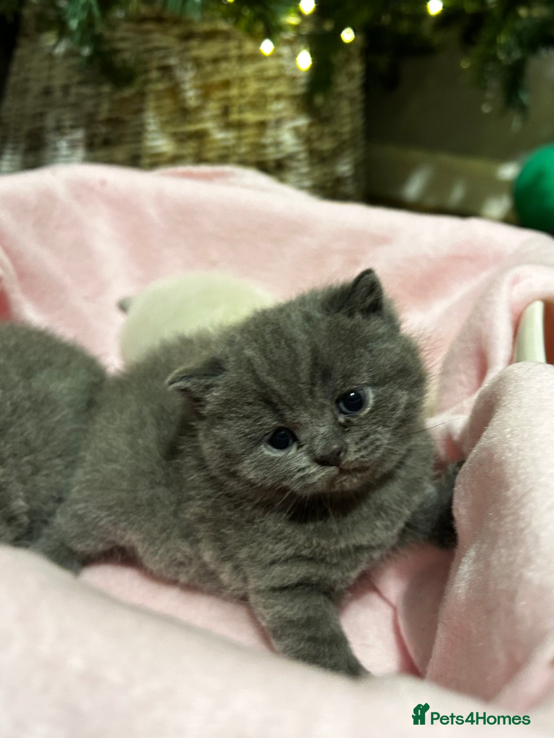 British Shorthair cats for sale: British Shorthair Kittens for sale - Advert 7