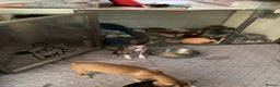 Italian Greyhound dogs for sale: Kc reg Italian Greyhound puppies  - Advert 12