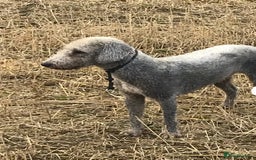 Bedlington Terrier dogs for sale: Bedlington terrier puppies  - Image 23