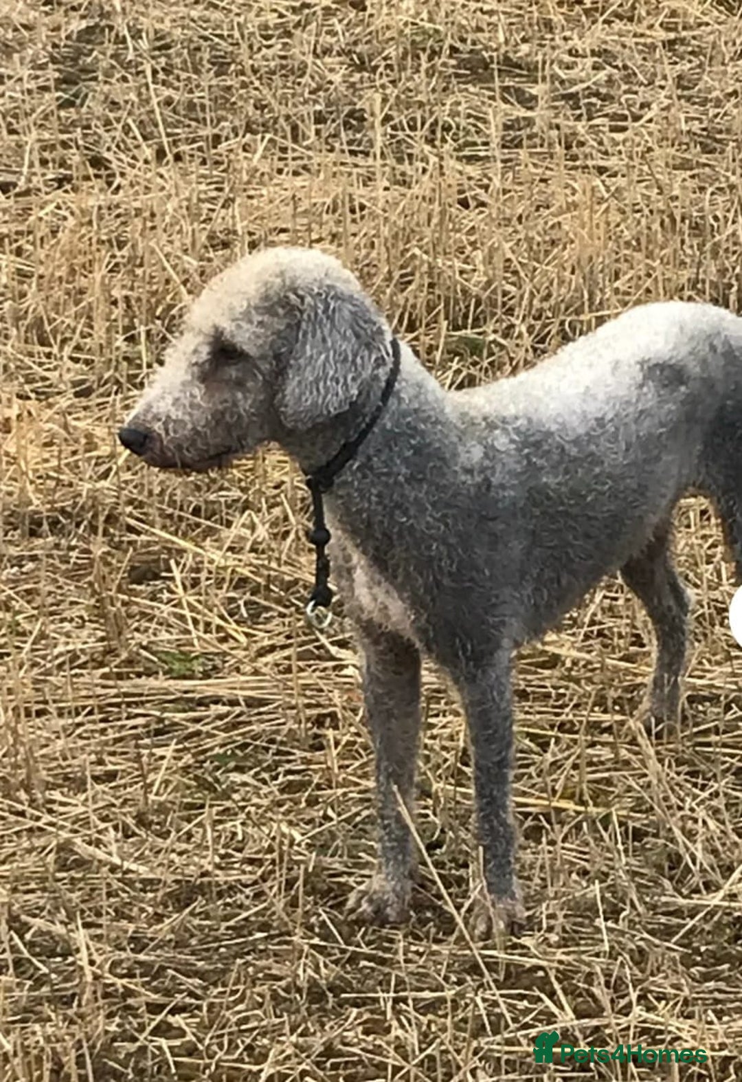Bedlington Terrier dogs for sale: Bedlington terrier puppies  - Image 23