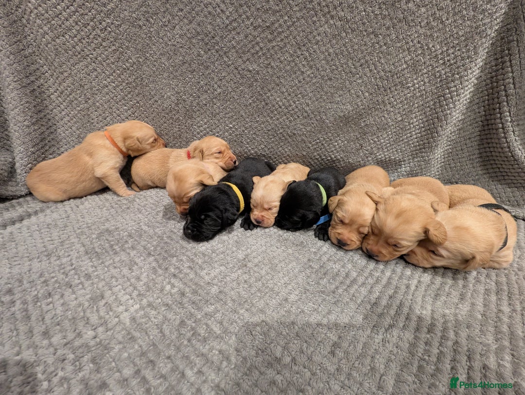 Labrador Retriever dogs for sale: Fox red/yellow and black labradors for sale. - Image 5