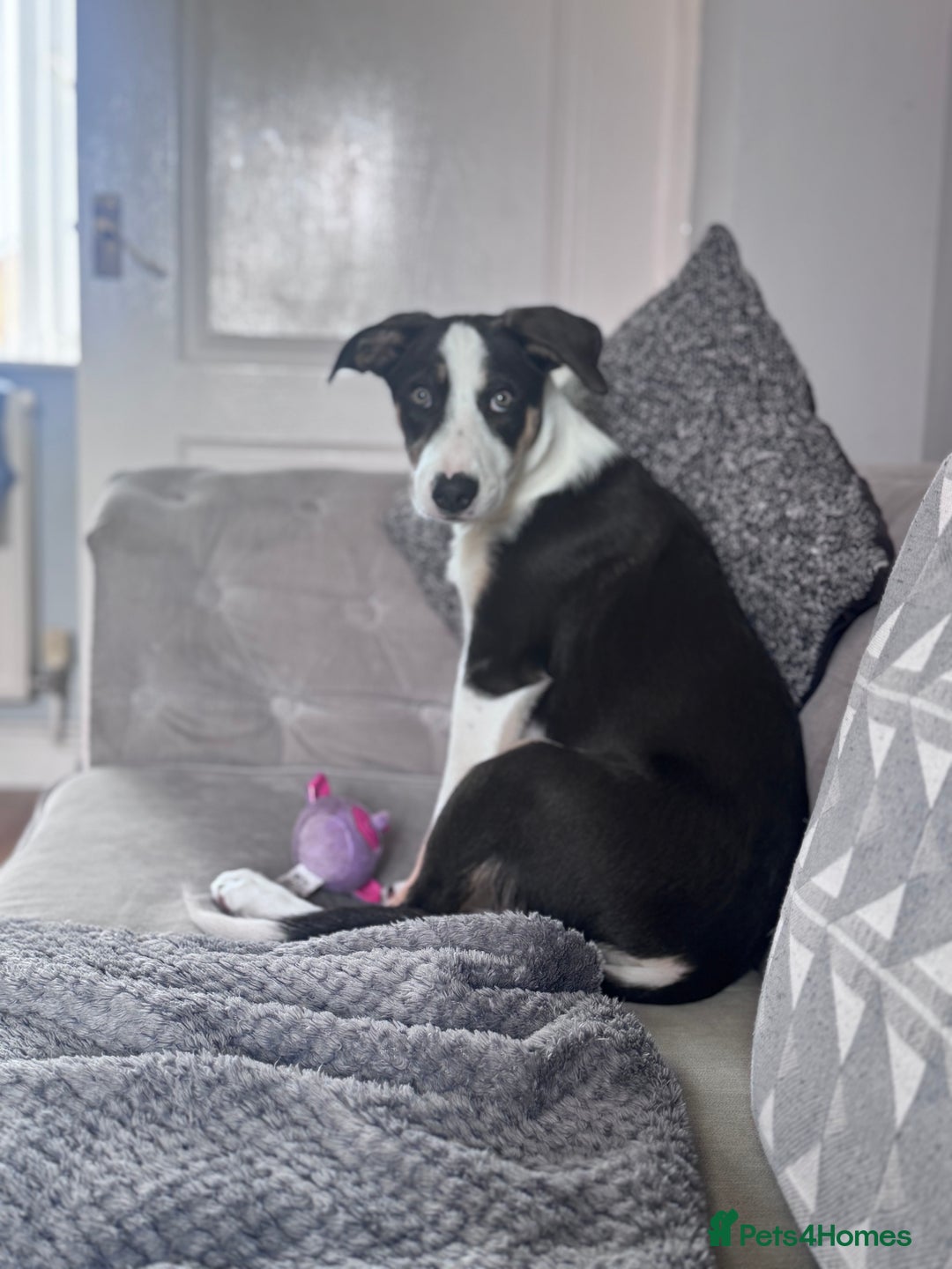 Border Collie dogs for sale: Beautiful female Border collie  - Advert 7