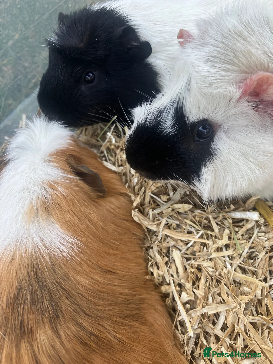 Guinea Pig rodents for sale: Male guinea pigs for sale  - Advert 2