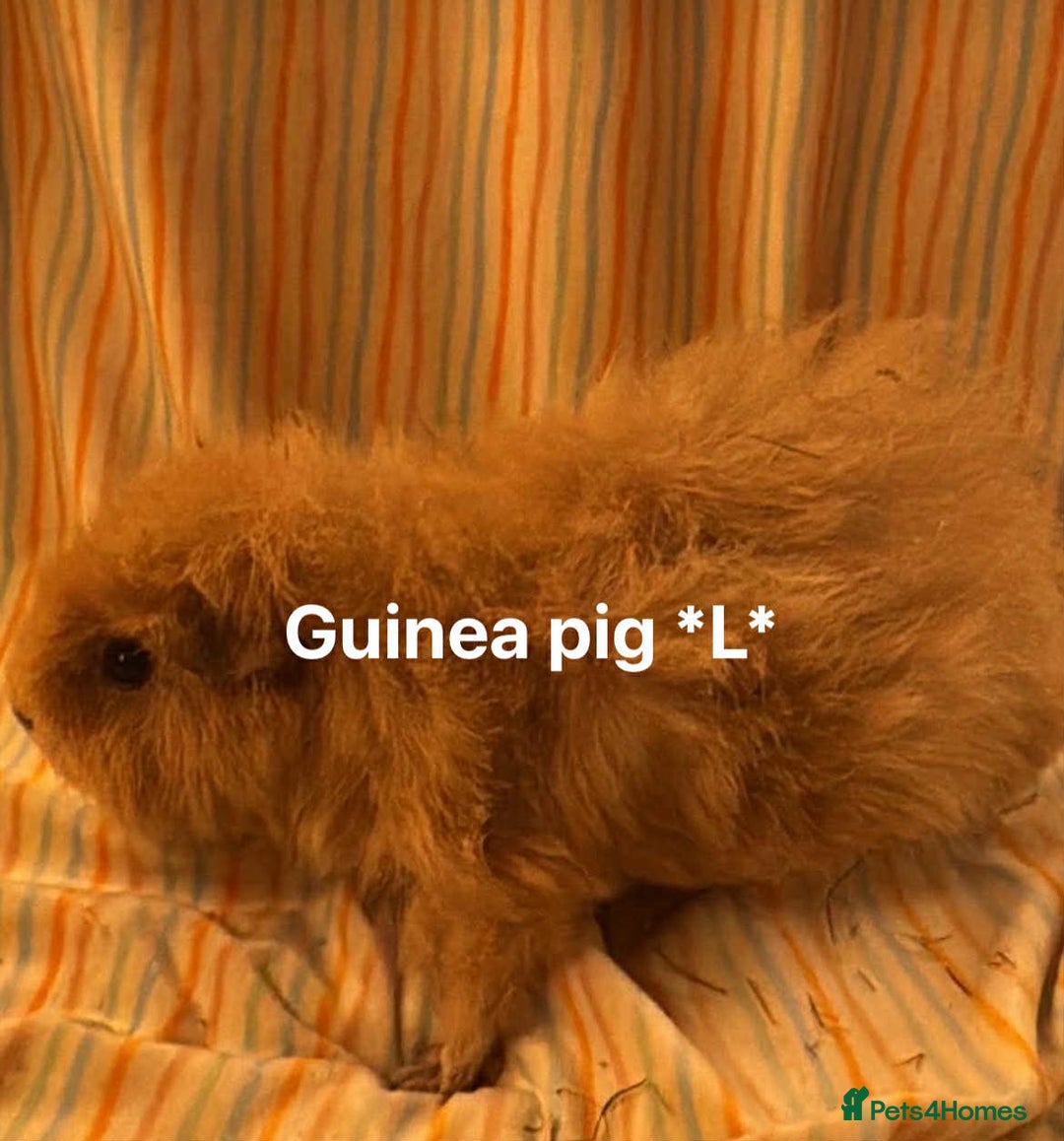 Guinea Pig rodents for sale: Mixed age female Guinea pigs for sale - Advert 11