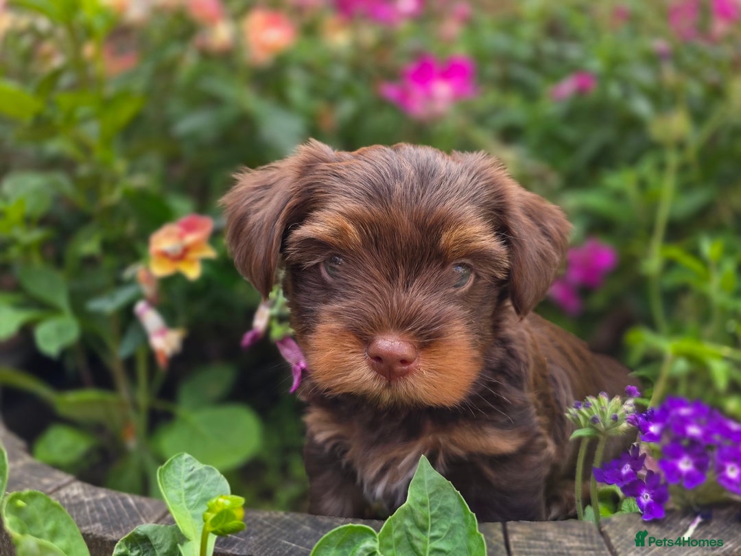 Yorkshire Terrier dogs for sale: Chocolate Yorkies  - Image 16