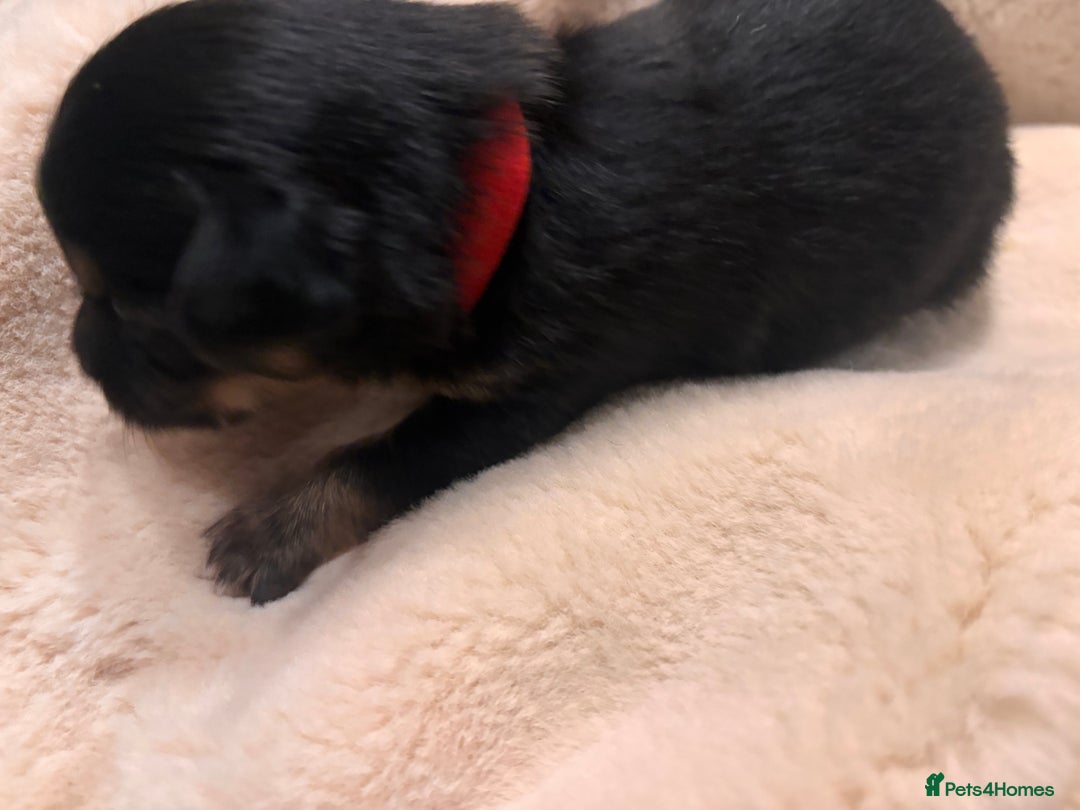 Mixed Breed dogs for sale: Jackawawa - Image 26