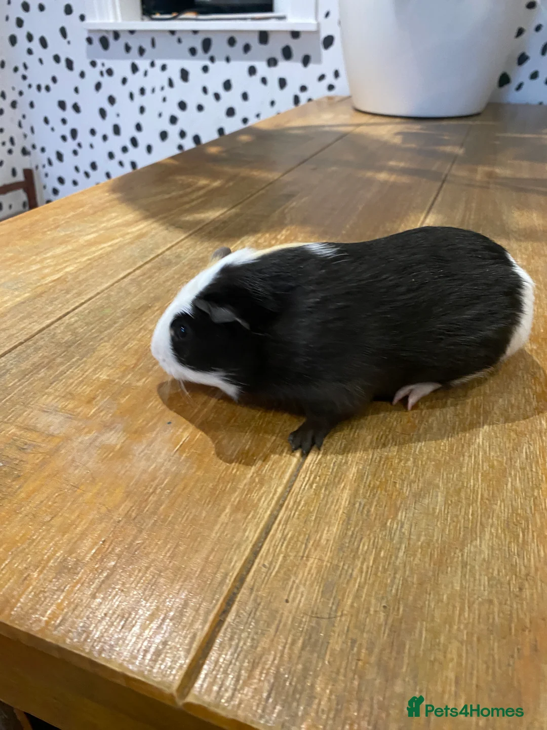 Guinea Pig rodents for sale: Male Guinea Pigs - Advert 3