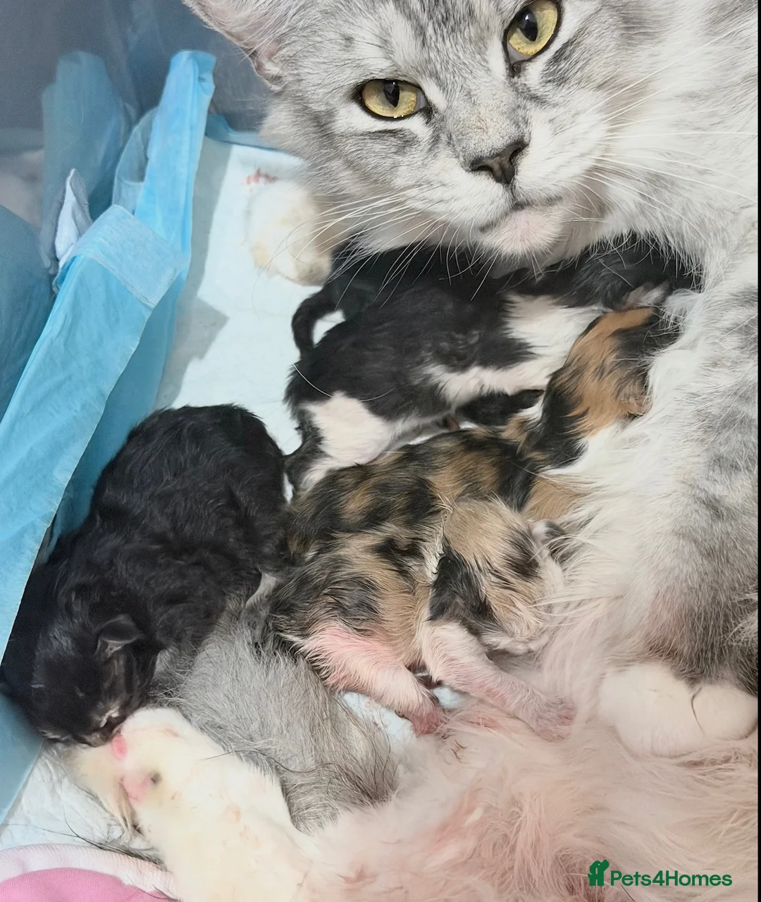 Maine Coon cats for sale: 3 perfect 100% Main coon baby kittens DNA PARENTS - Advert 25
