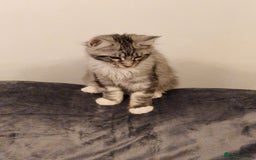 Maine Coon cats for sale: Gorgeous maine coon babies - Image 1
