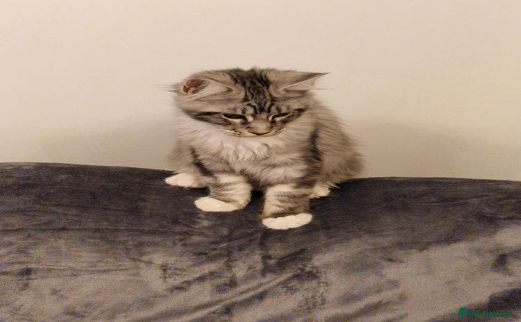 Maine Coon cats - Advert 8