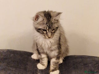 Maine Coon cats - Advert 6