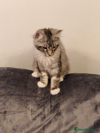 Maine Coon cats - Advert 5