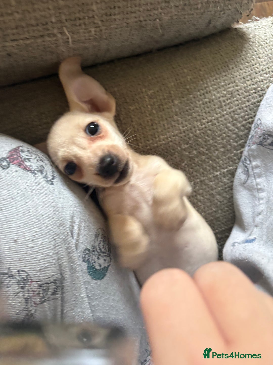 Miniature Dachshund dogs for sale: Cream miniature dachshunds  - Advert 9