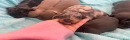 Miniature Dachshund dogs for sale: miniture dachshund puppies!! - Advert 29