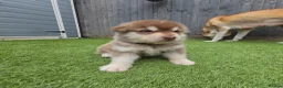 Alaskan Malamute dogs for sale: 1 Remaining Beautiful Alaskan Malamute Puppy - Advert 26