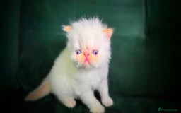 Persian cats for sale: Beautiful and Rare Purebred Persian Kittens - Image 17