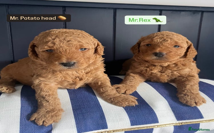 Mini Goldendoodle dogs - Advert 1