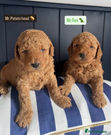Mini Goldendoodle dogs - Advert 1