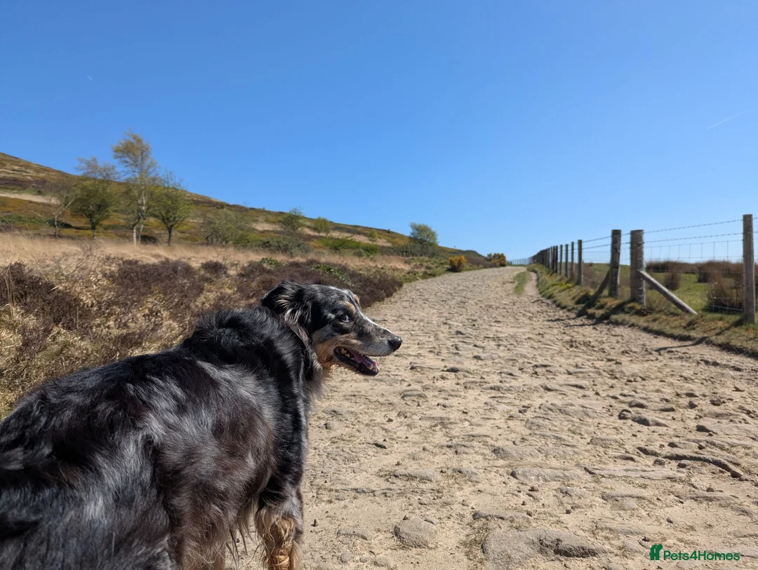 Border Collie dogs for sale: Kasper - Border Collie - Merle - Advert 2