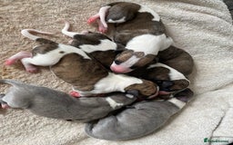Whippet dogs for stud: Demerlay On a Promise in Wakefield - Image 4