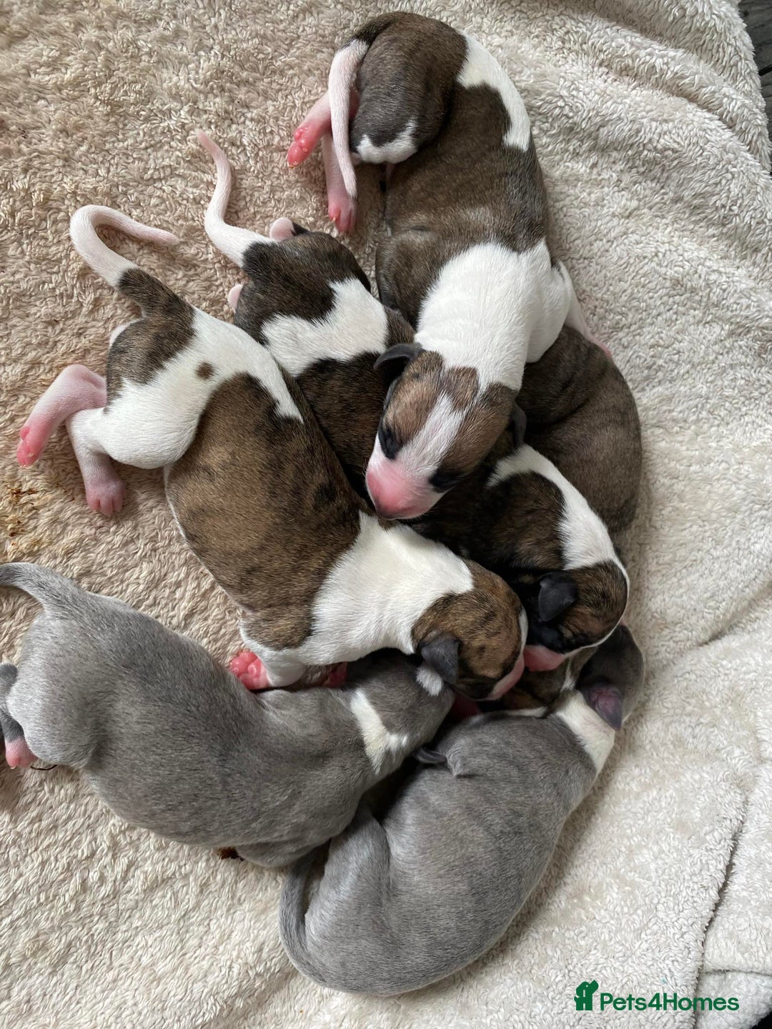 Whippet dogs for stud: Demerlay On a Promise in Wakefield - Image 4
