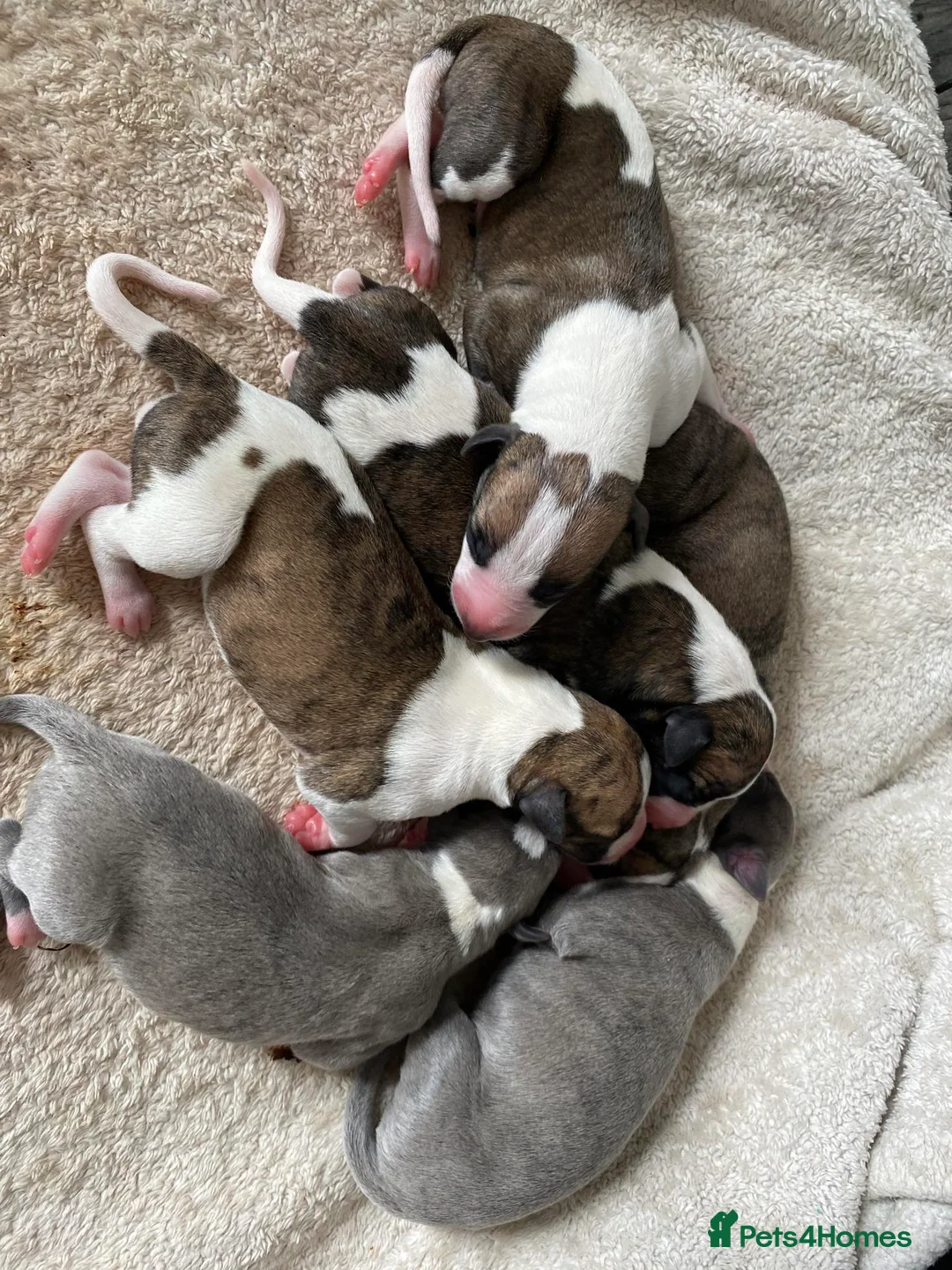 Whippet dogs for stud: Demerlay On a Promise in Wakefield - Advert 4