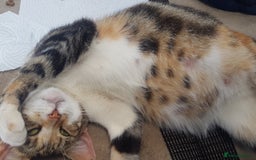 Mixed Breed cats for sale: Gorgeous adorable playful friendly kittens  - Image 22