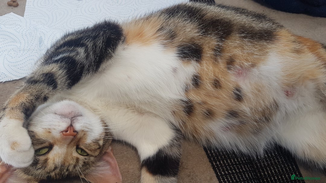 Mixed Breed cats for sale: Gorgeous adorable playful friendly kittens  - Image 22