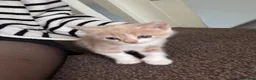 Mixed Breed cats for sale: Kittens Looking for Their Forever Homes 🐱❤️ in Gloucester - Advert 12