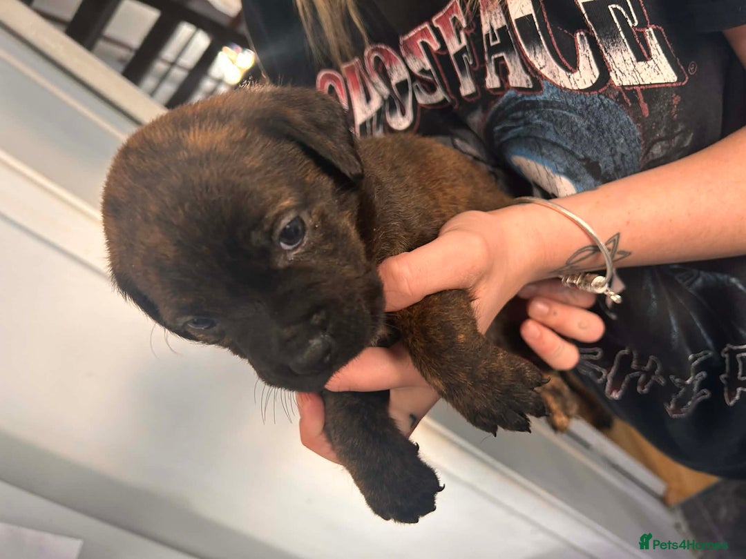 Mixed Breed dogs for sale: Beautiful Rottweiler x bullmastiff puppies - Advert 7