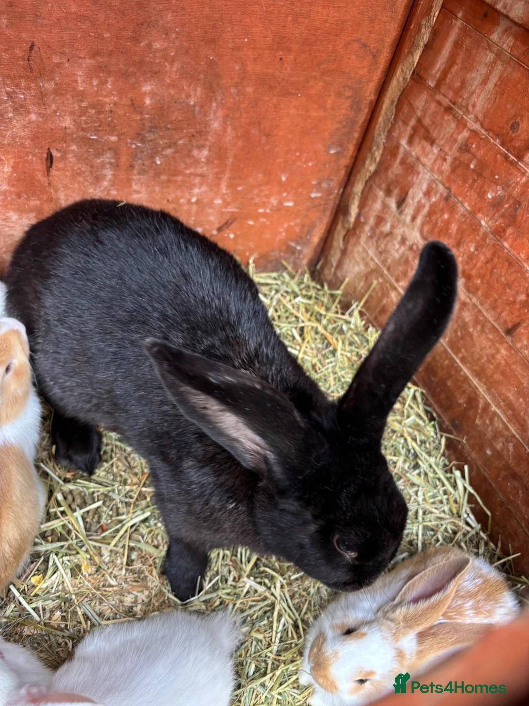 Continental Giant rabbits for sale: Female Continental Giant  - Advert 2