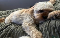 Cavapoo dogs for sale: Tiny Cavapoo - Image 10