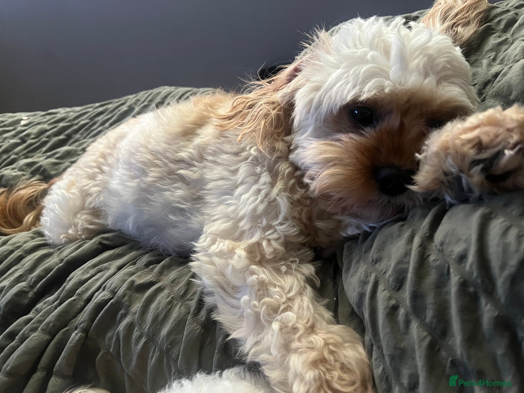 Cavapoo dogs for sale: Tiny Cavapoo - Image 10