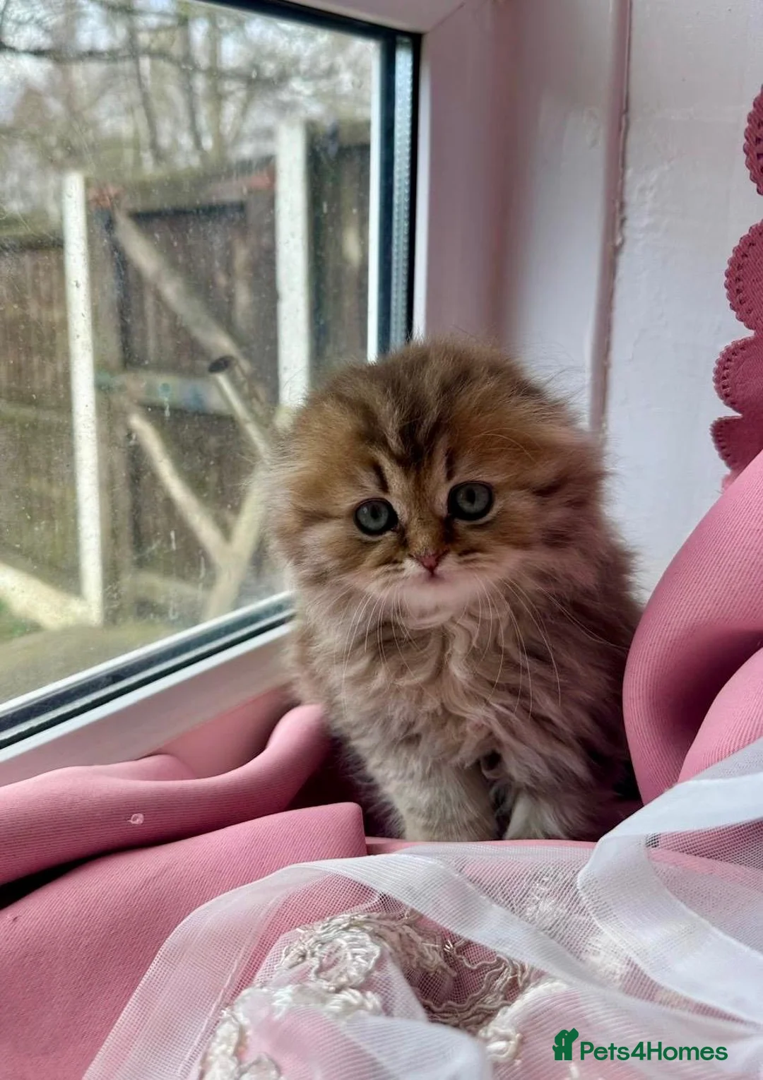 Scottish Fold cats for sale: 5 beautiful, lovely scottish fold boy kittens  - Advert 2