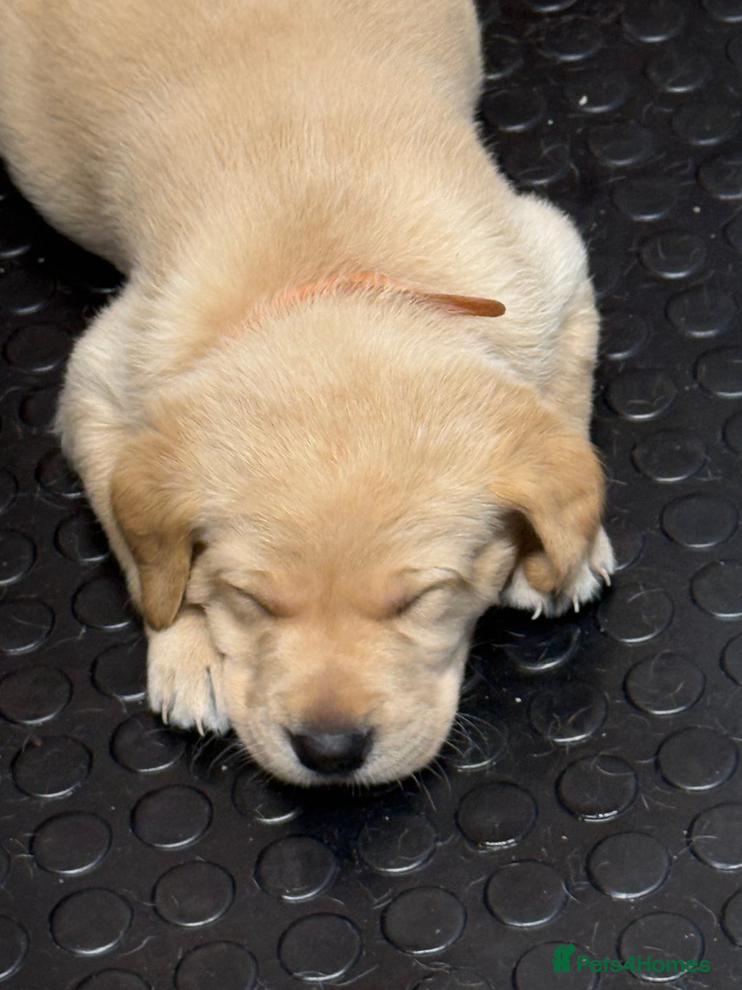 Labrador Retriever dogs for sale: KC registered lab pups - Image 7