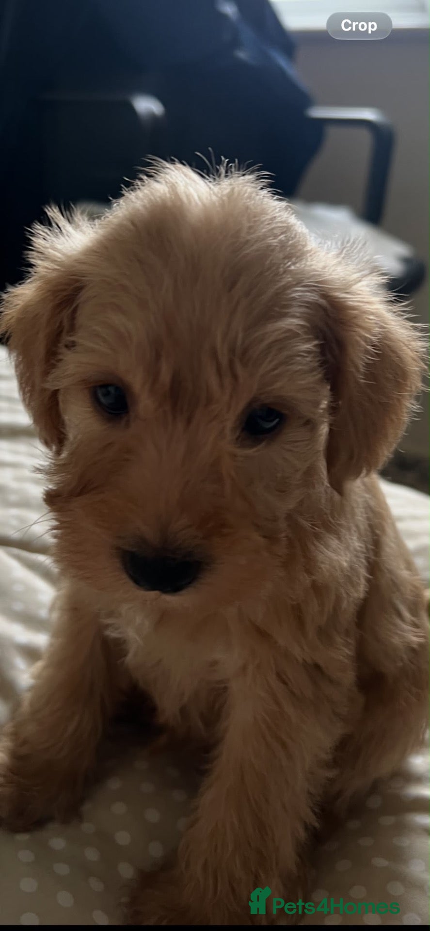 Schnoodle dogs for sale: Gorgeous Schnoodle Pups for Sale  - Advert 4
