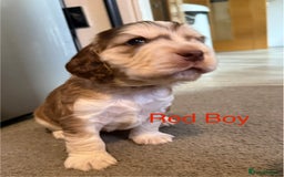 Cocker Spaniel dogs for sale: Cocker Spaniel Pups, KC, Health Tested, Champ Line - Image 6