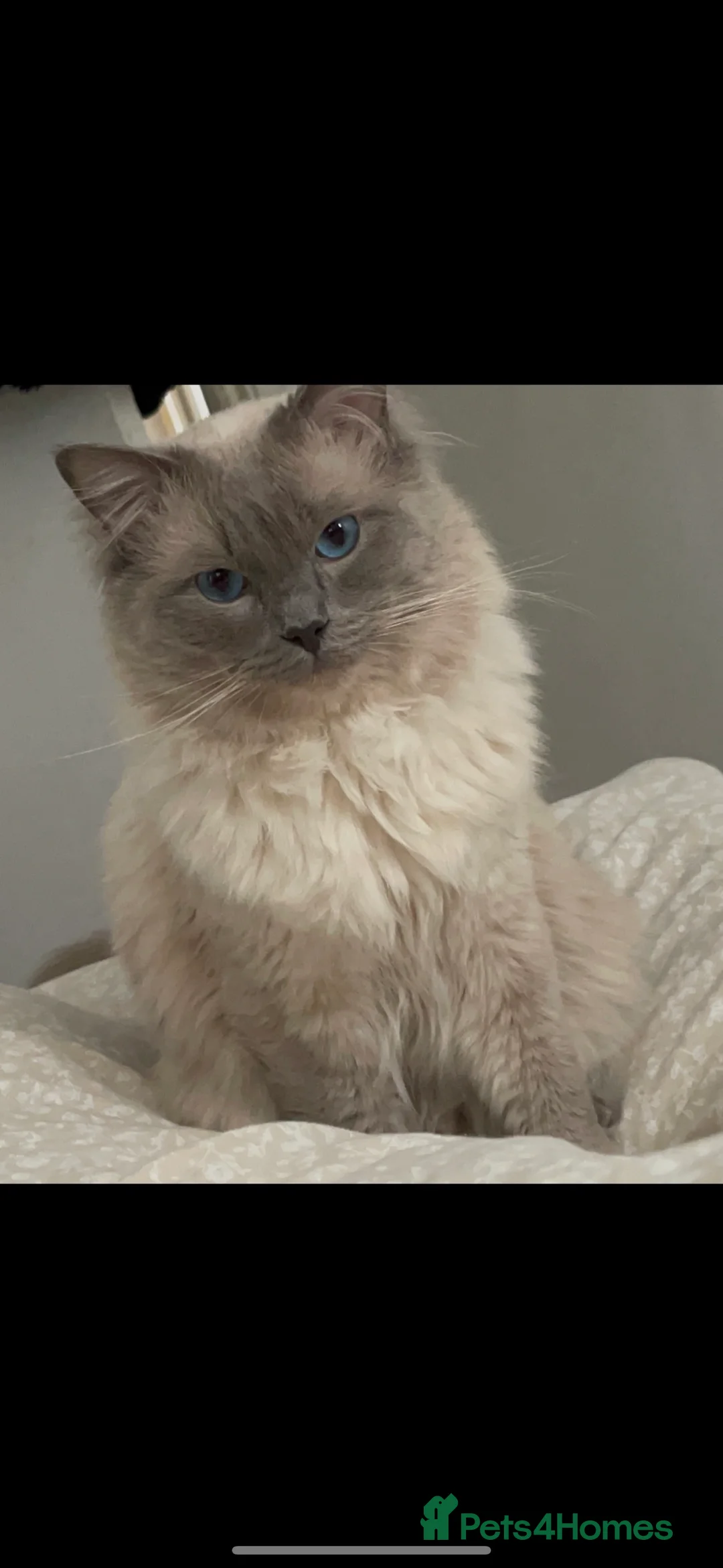 Ragdoll cats for stud: BLUEPOINT ACTIVE RAGDOLL STUD in Batley - Advert 3