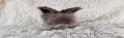 Angora rabbits for sale: FULLY VACCINATED ANGORA BROTHERS  - Advert 9