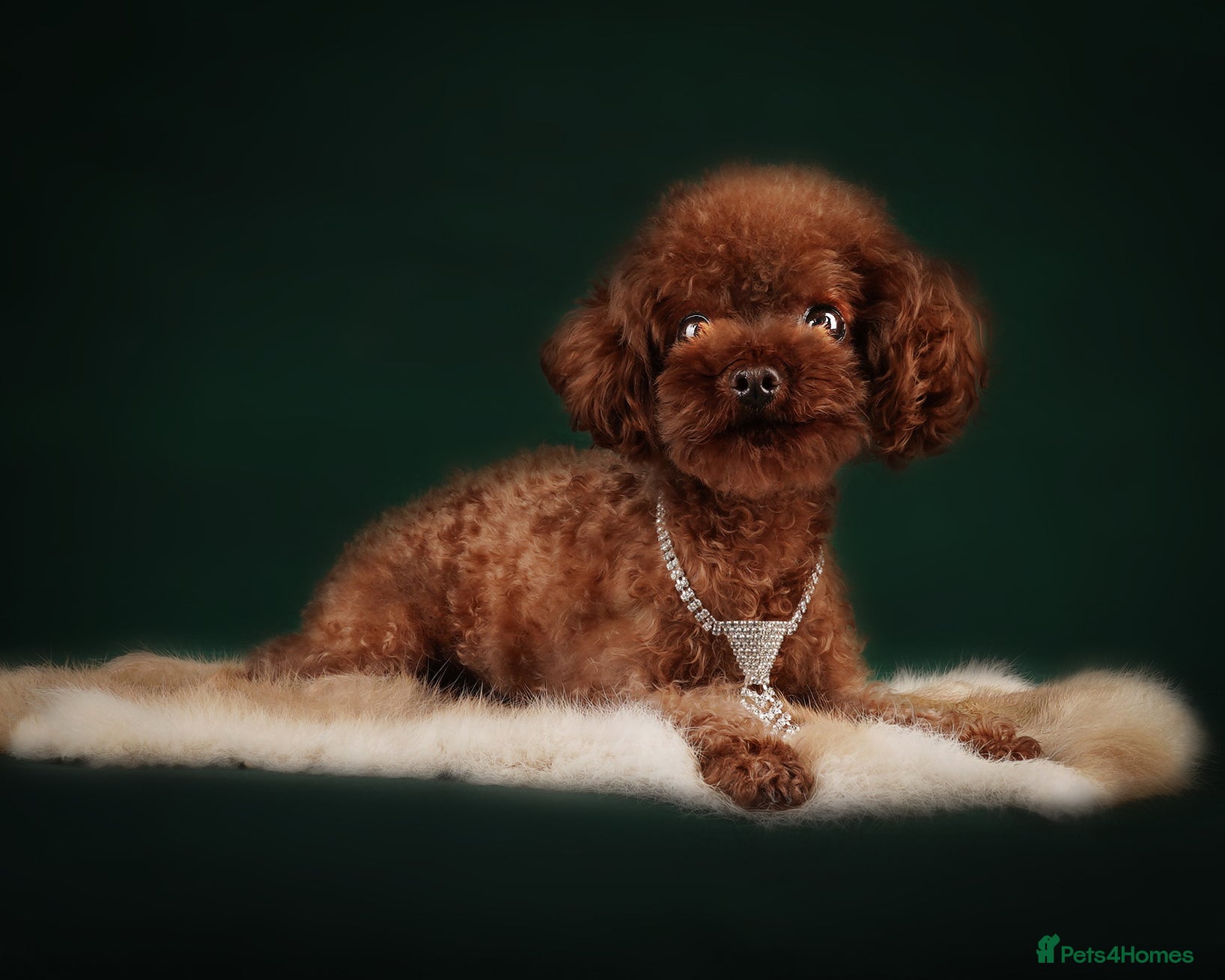 Toy Poodle dogs Rich, tiny 1.3kg stud KC reg !!  - Advert 1