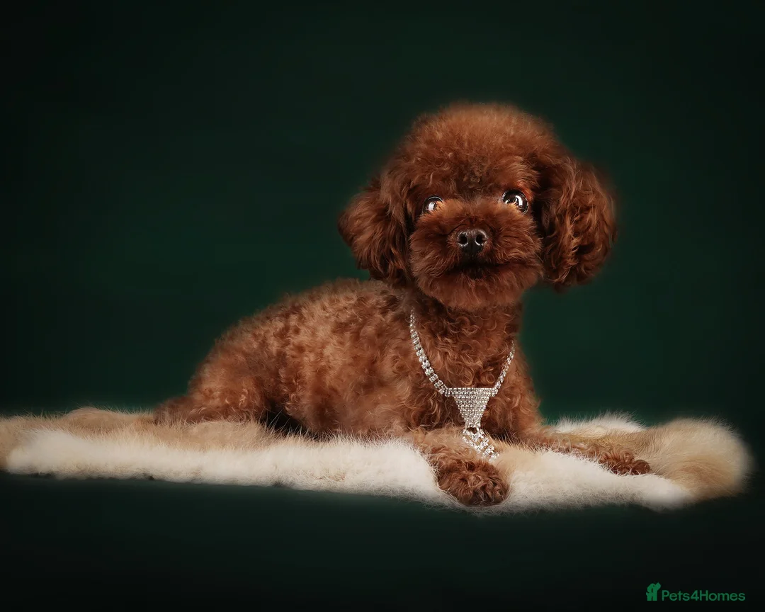 Toy Poodle dogs for stud: Rich, tiny 1.3kg stud KC reg !!  - Advert 1