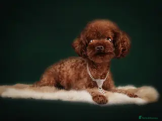 Toy Poodle dogs Rich, tiny 1.3kg stud KC reg !! - Advert 1