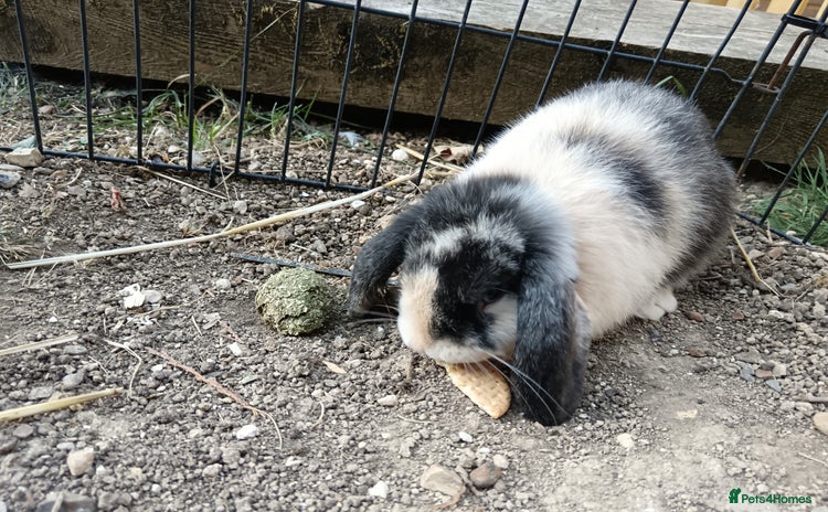 Mini Lop rabbits - Advert 1