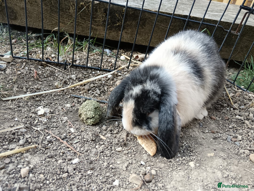 Mini Lop rabbits for sale: Mini lop rabbit - Image 1
