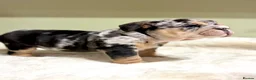 English Bulldog dogs for sale: Merle English Bulldog  in Wigan - Advert 6