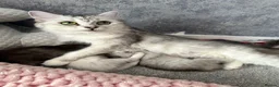 Persian cats for sale: Silver tipped Persians - Advert 3